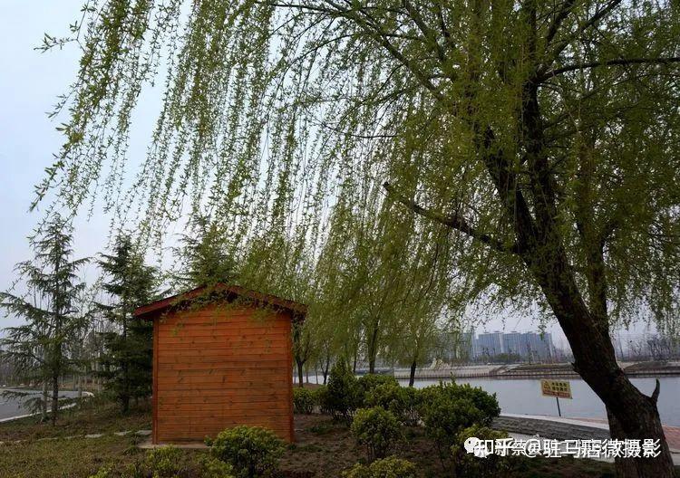 河南新蔡:走进南湖公园,享受美好春色! - 知乎