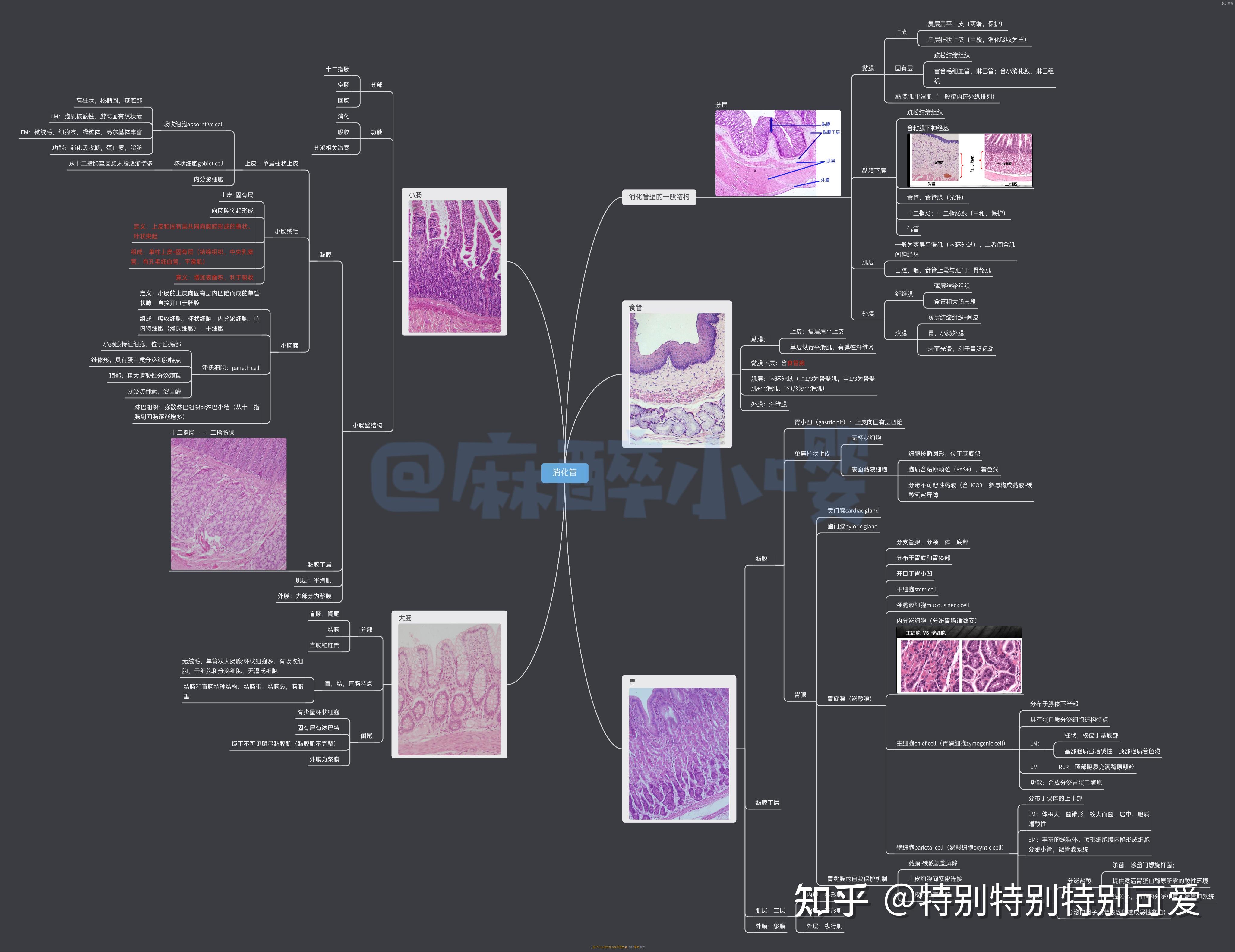 组胚学与胚胎学重点(含思维导图)