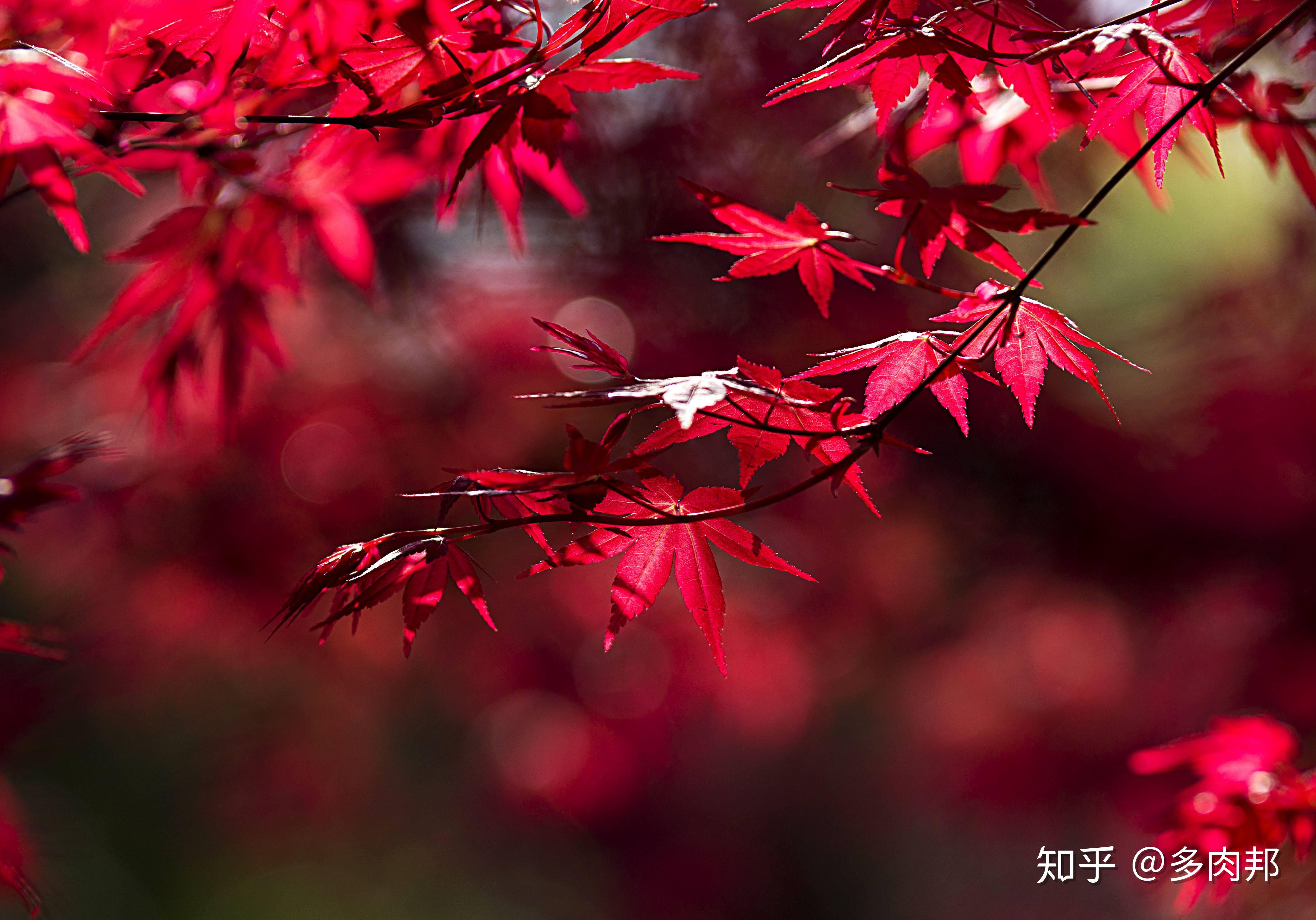 红枫树高2—8米,枝条多细长光滑,偏紫红色.