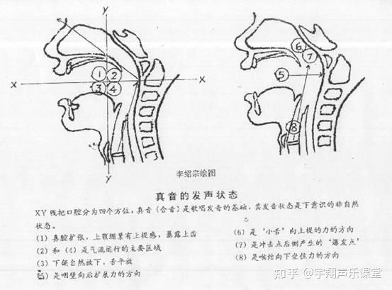 唱歌的动力器官图片