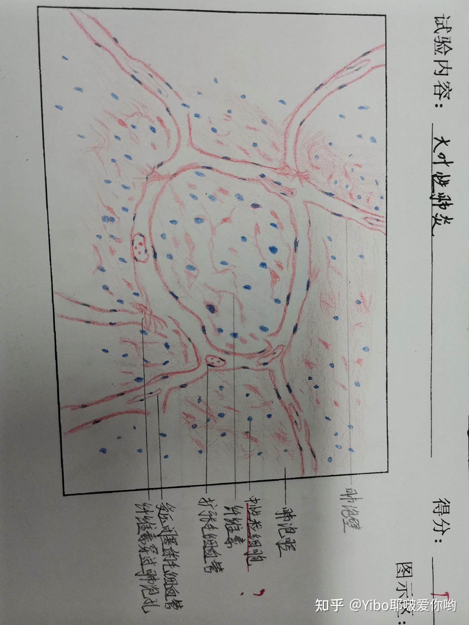 神经元实验报告手绘图图片