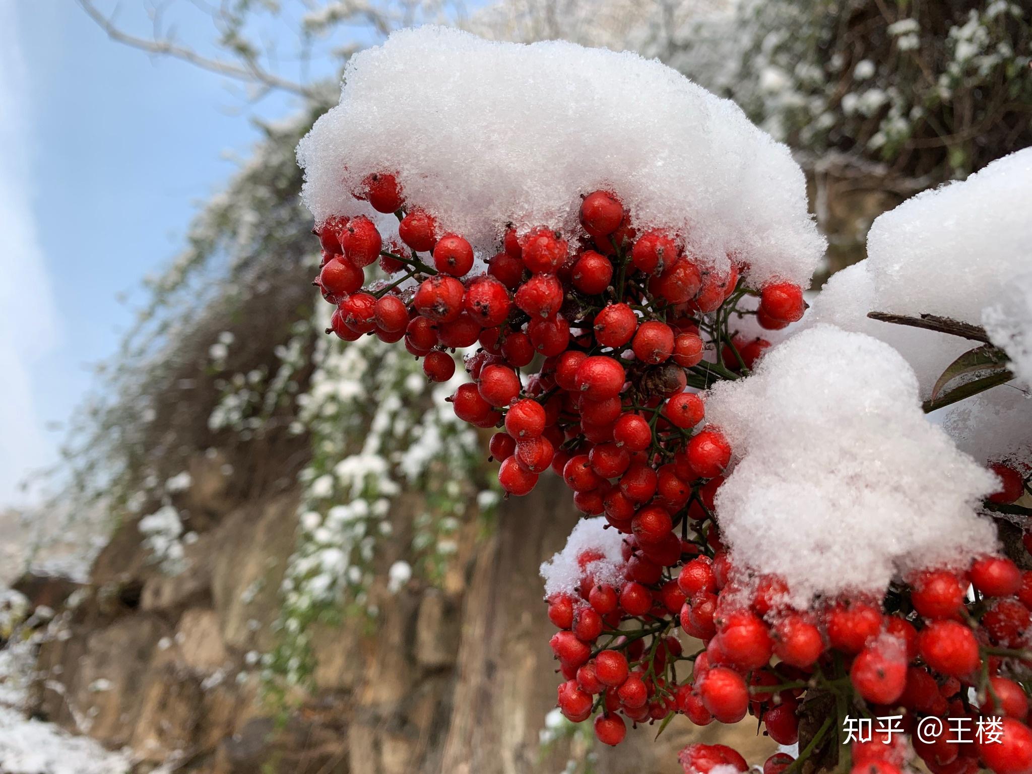 王楼:2020年入冬第一场雪(附诗) - 知乎