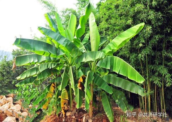 植物篇芭蕉树的画法