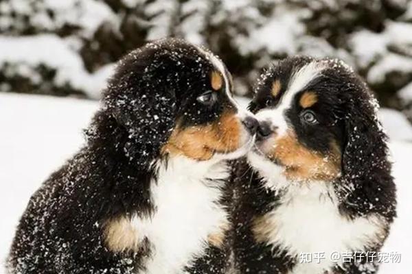 狗狗发情怎么办 科学应对爱宠发情期 知乎