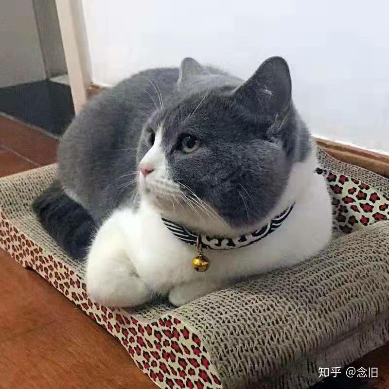 云撸猫 - 知乎