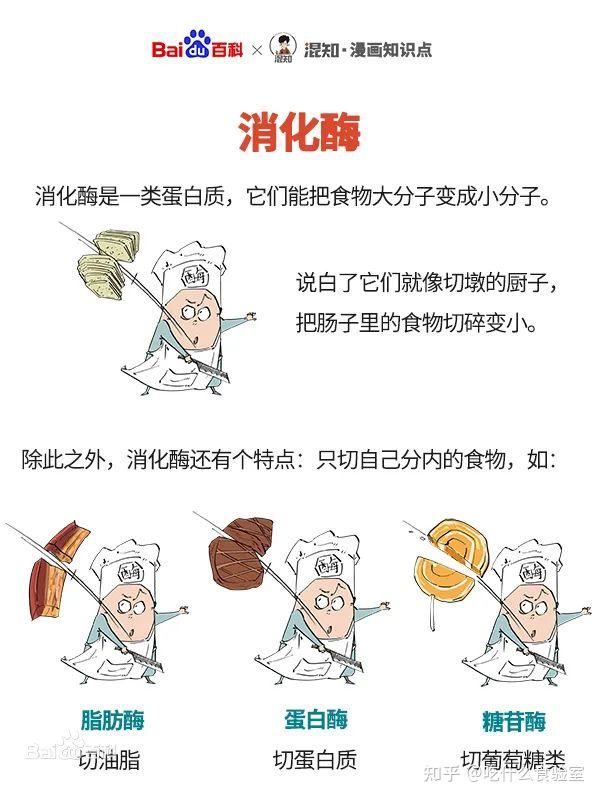 消化酶和肠易激综合征