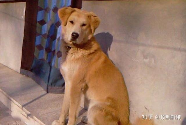 这39种“土狗”，其实都是超酷的品种犬！ - 知乎