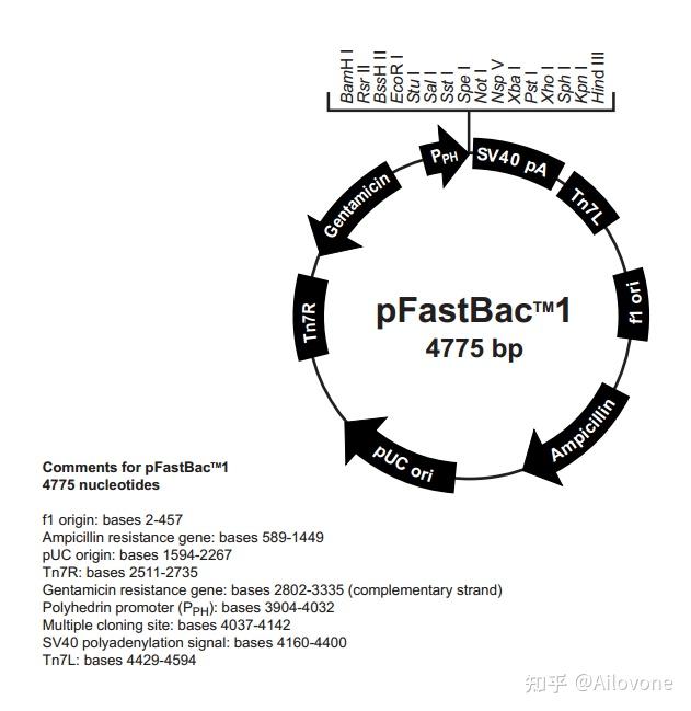 P Fast Testing Pfast-bac1昆虫病毒载体 - 知乎