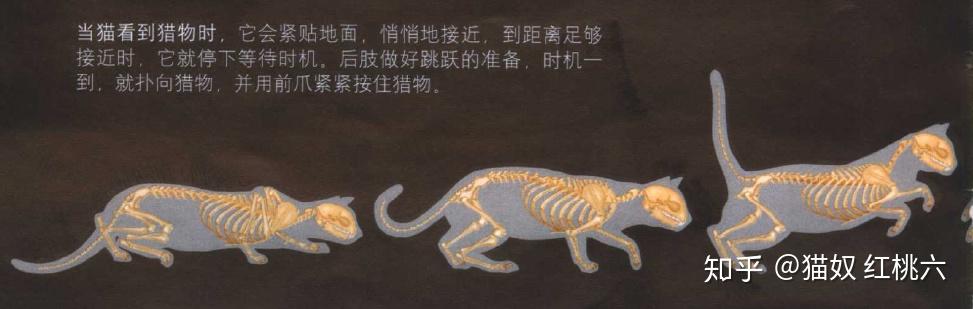 猫咪基础知识篇 - 猫的身体构造 为什么猫是完美的肉食动物? - 知乎