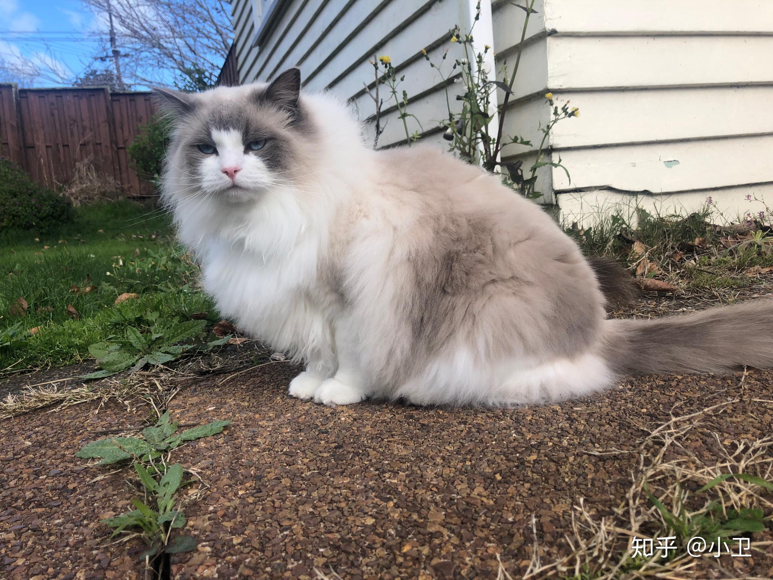 布偶猫体型一般有多大? - 知乎