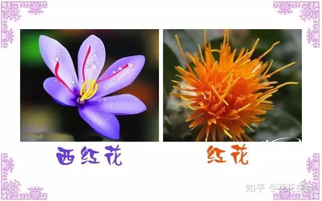 藏红花和红花图片对比图片