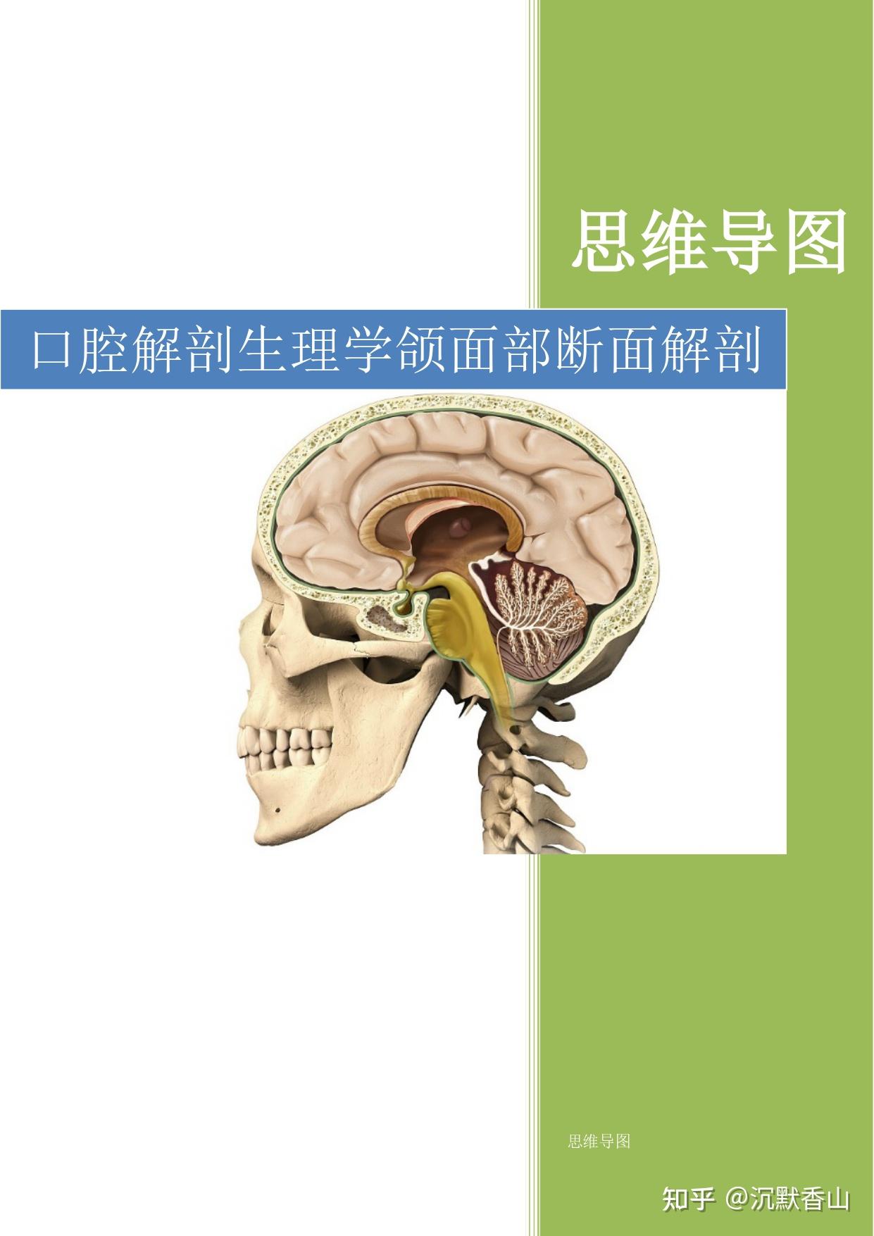 口腔颌面部断面解剖思维导图 - 知乎