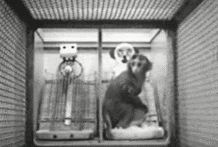 动图封面