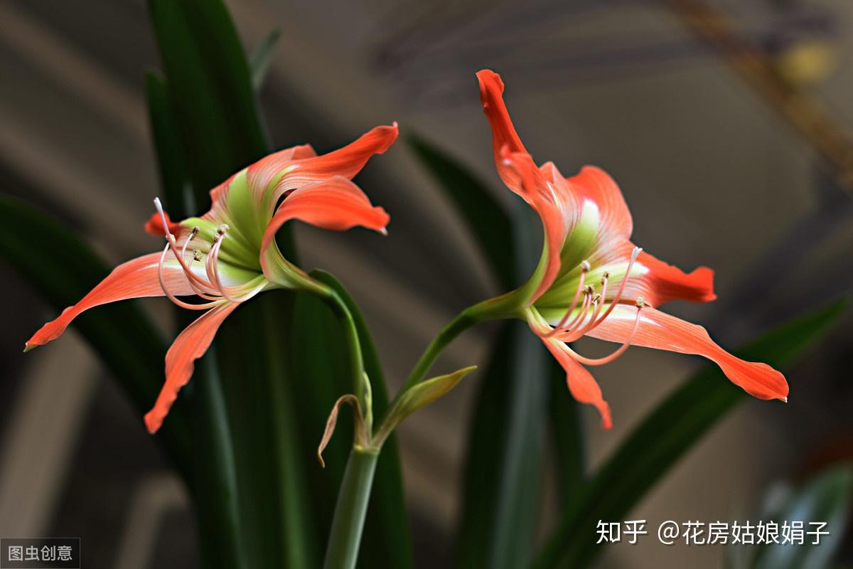 盆栽花卉养殖知识 v2-4691b0a3945f264a31c7b52e398d249e_r.jpg