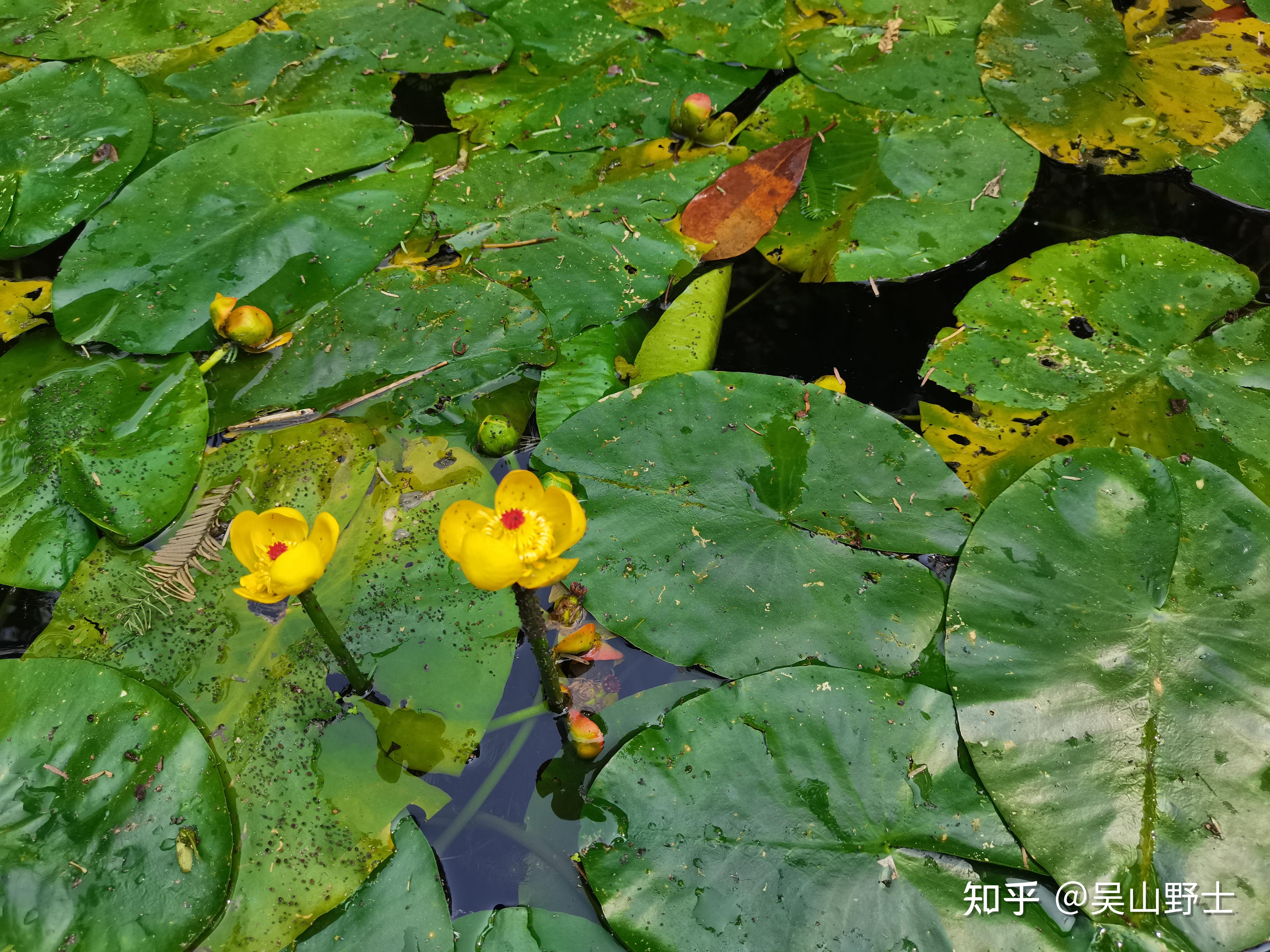 萍蓬草(萍蓬草是浮水植物吗)