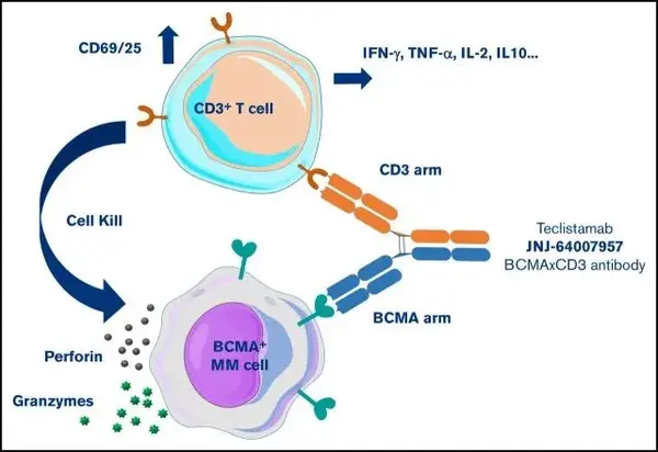 靶点药讯93|博锐生物全球首个CD3/CD19/CD20三抗获批临床、绿叶制药抗肿瘤创新制剂戈舍瑞林微球上市申请获受理 - 知乎