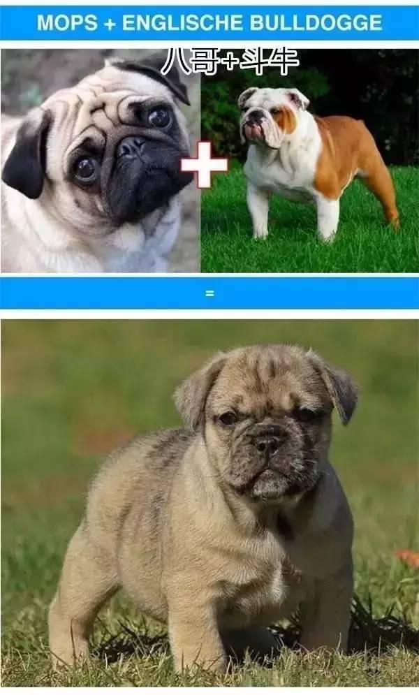 各种混血犬,看完直接改变了三观!