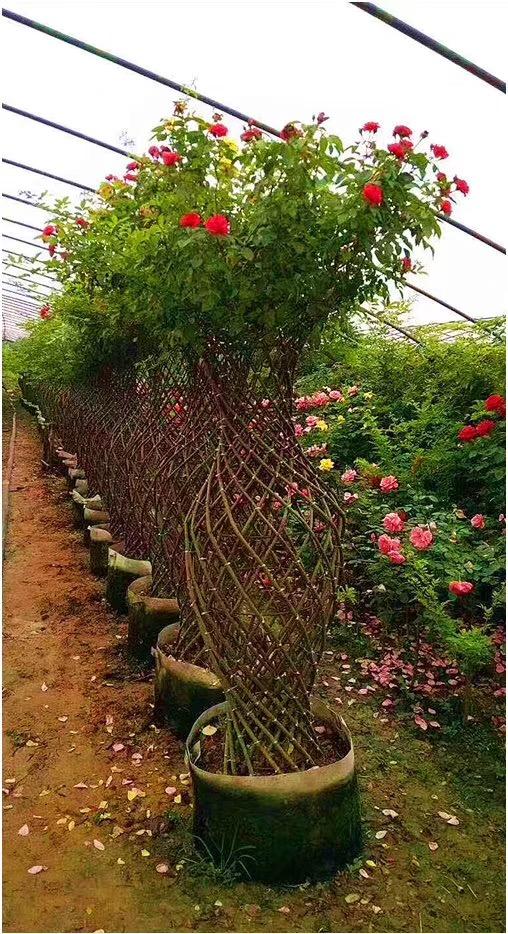 南阳月季月季花瓶骨架制作园林艺术分享