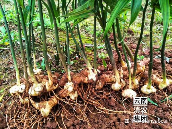 黄精育苗技术 黄精种子催芽技术 黄精种植的最佳时间 - 知乎
