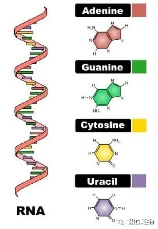 干货：一文读懂mRNA rRNA tRNA结构和功能 - 知乎