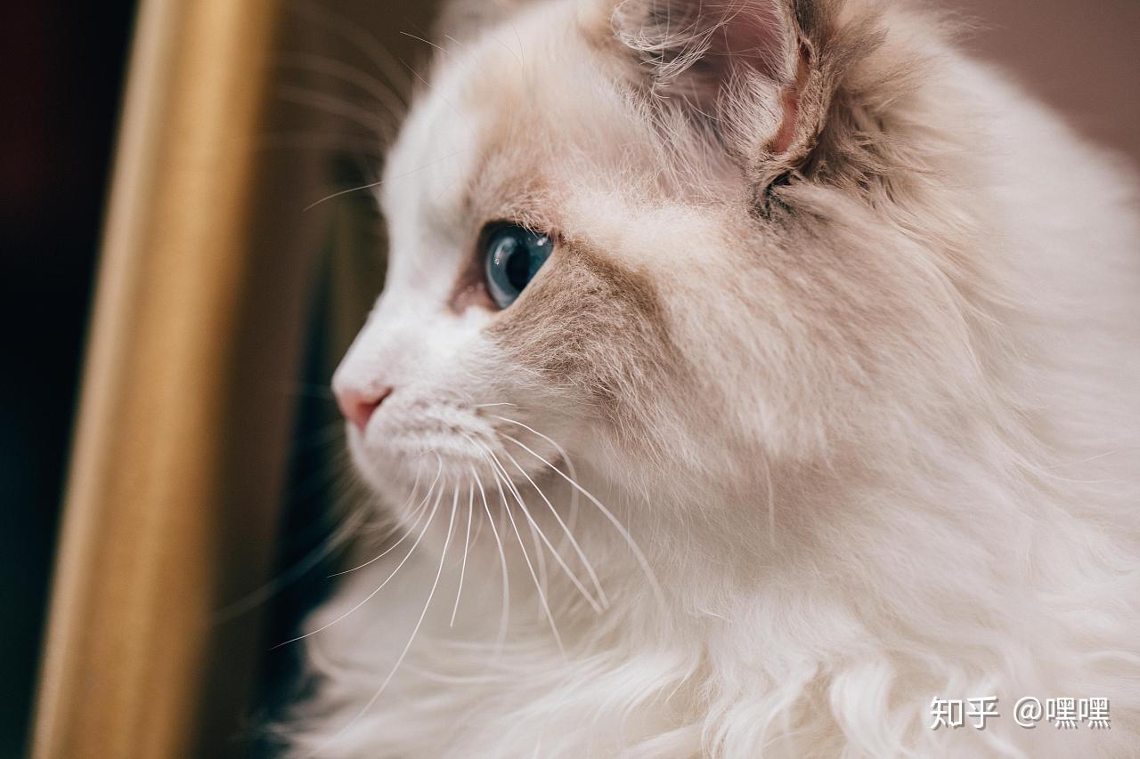 猫咪美毛吃卵磷脂还是蛋黄呢? - 知乎