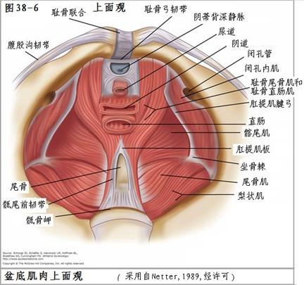 临床指南 子宫颈锥形切除术操作规范 知乎