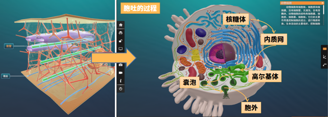 二,细胞骨架具有多种功能