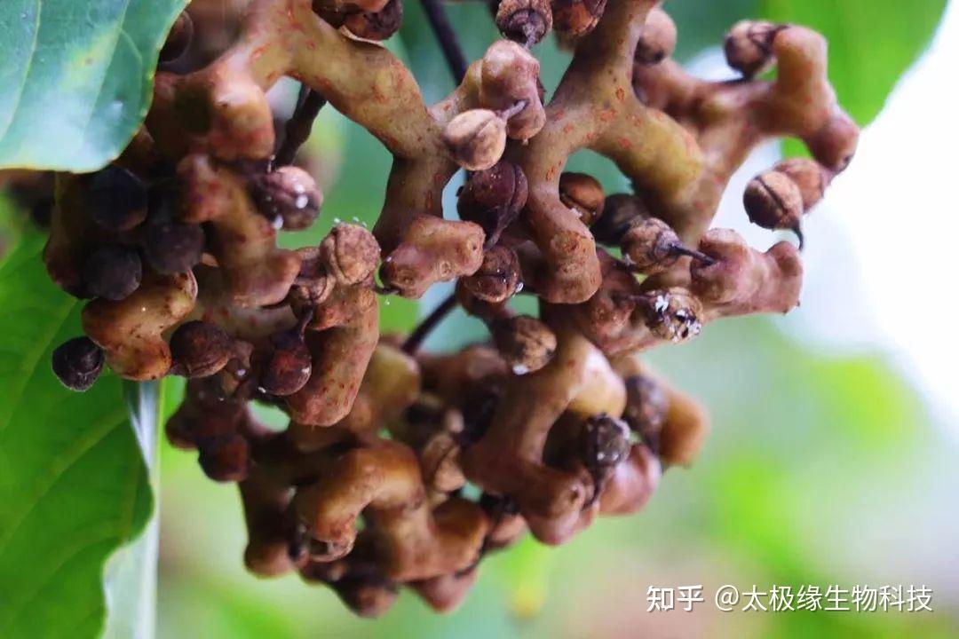拐枣是什么味道呢？ - 知乎