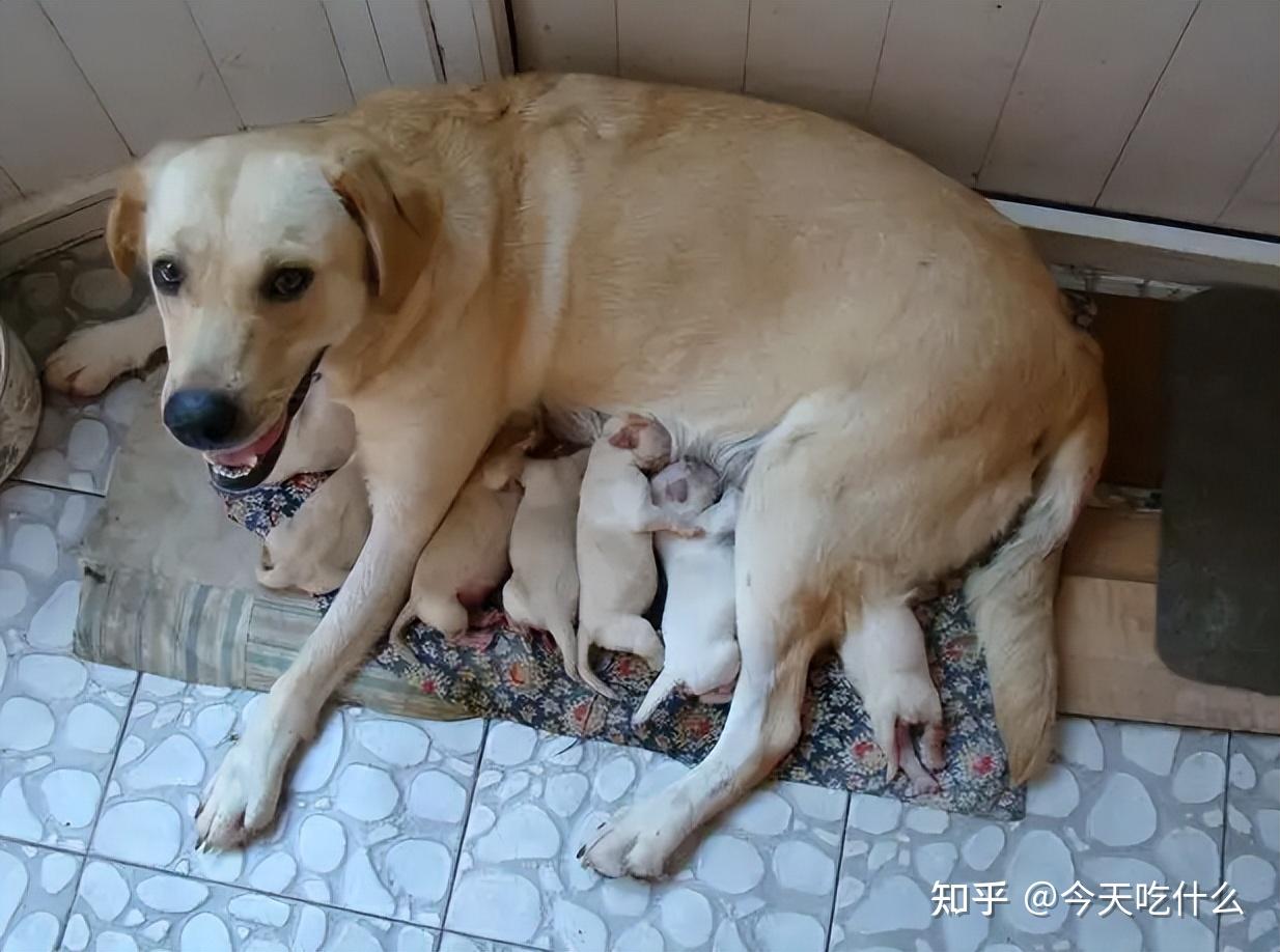 如何确定狗是否怀孕_怎样确定狗狗是否怀孕