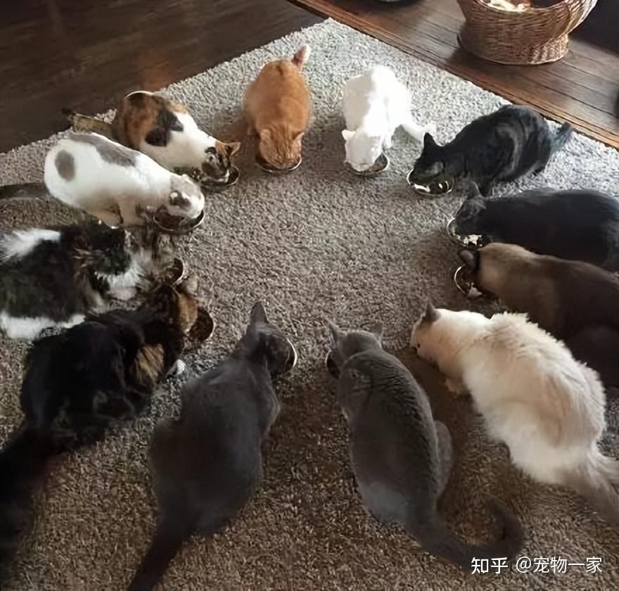 多猫家庭是什么体验？8年养猫人告诉你 - 知乎