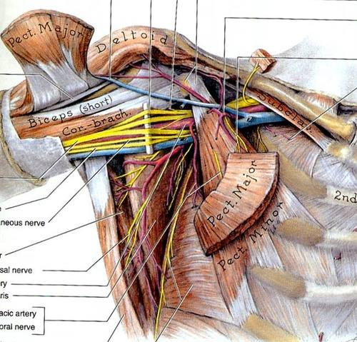 上肢深静脉血管解剖图图片