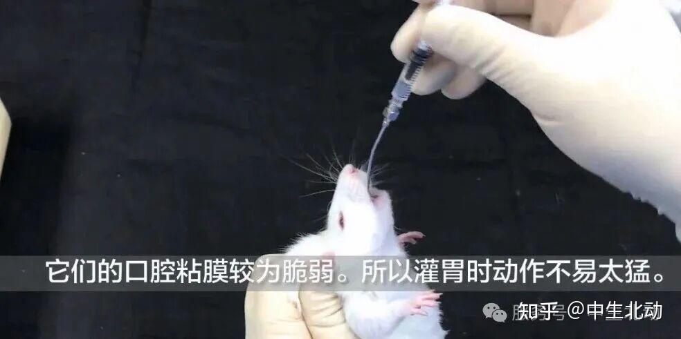 实验动物经口灌胃给药操作指南(含种属 / 体重 / 药物适配) - 知乎