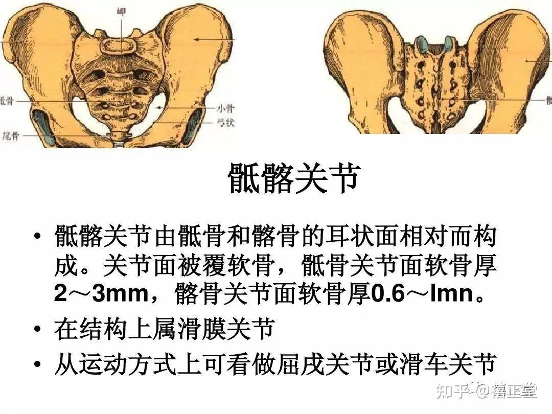 (一)骨盆的解剖-医学教育-医学