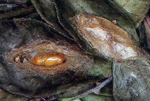 图5:茶黄毒蛾初孵幼虫 可以看到幼虫体色还不是很深,但是已有黑色斑点