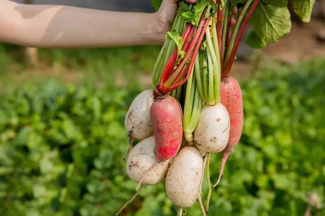 四川冷空气来袭!农作物也怕冷,冬季防寒,施肥有讲究!