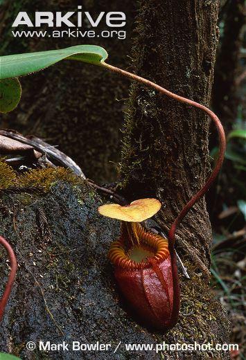 长毛猪笼草 nepenthes villosa(图片来源:arkive)