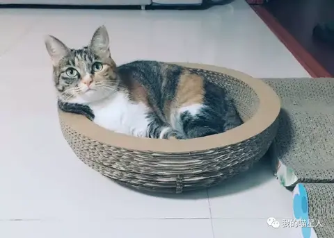 猫得了感冒会自己好吗 知乎