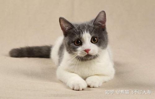 怎么看猫咪是不是发热 v2-46fe436f1584f4c66226219684a584aa_r.jpg