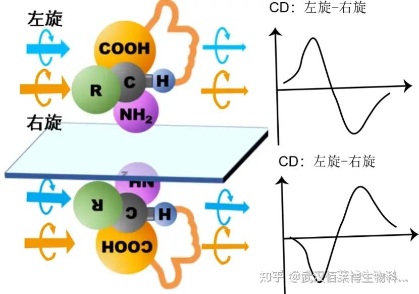 圆二色谱生物大分子表征实验服务 - 知乎