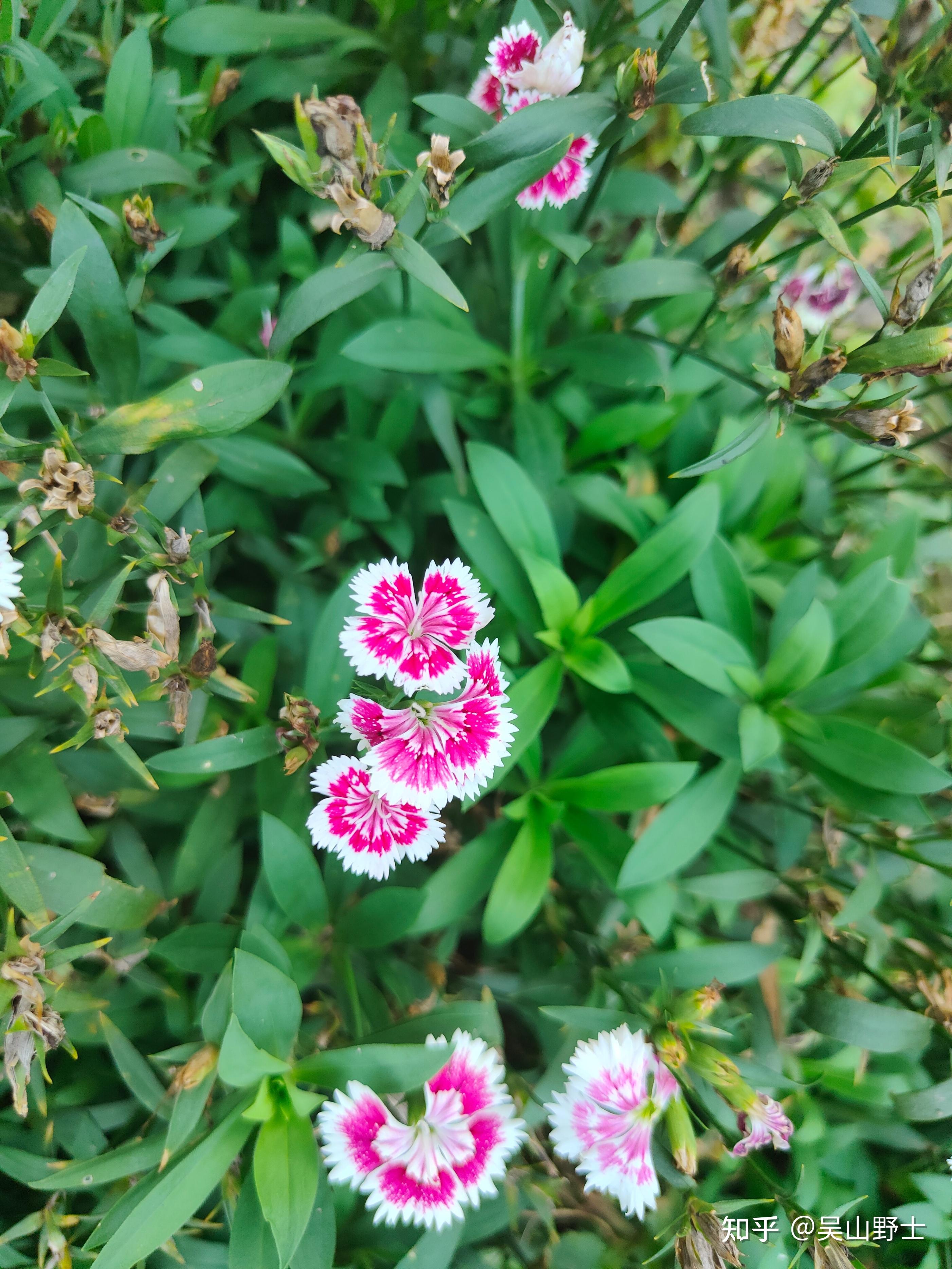 七绝十样景花平水韵