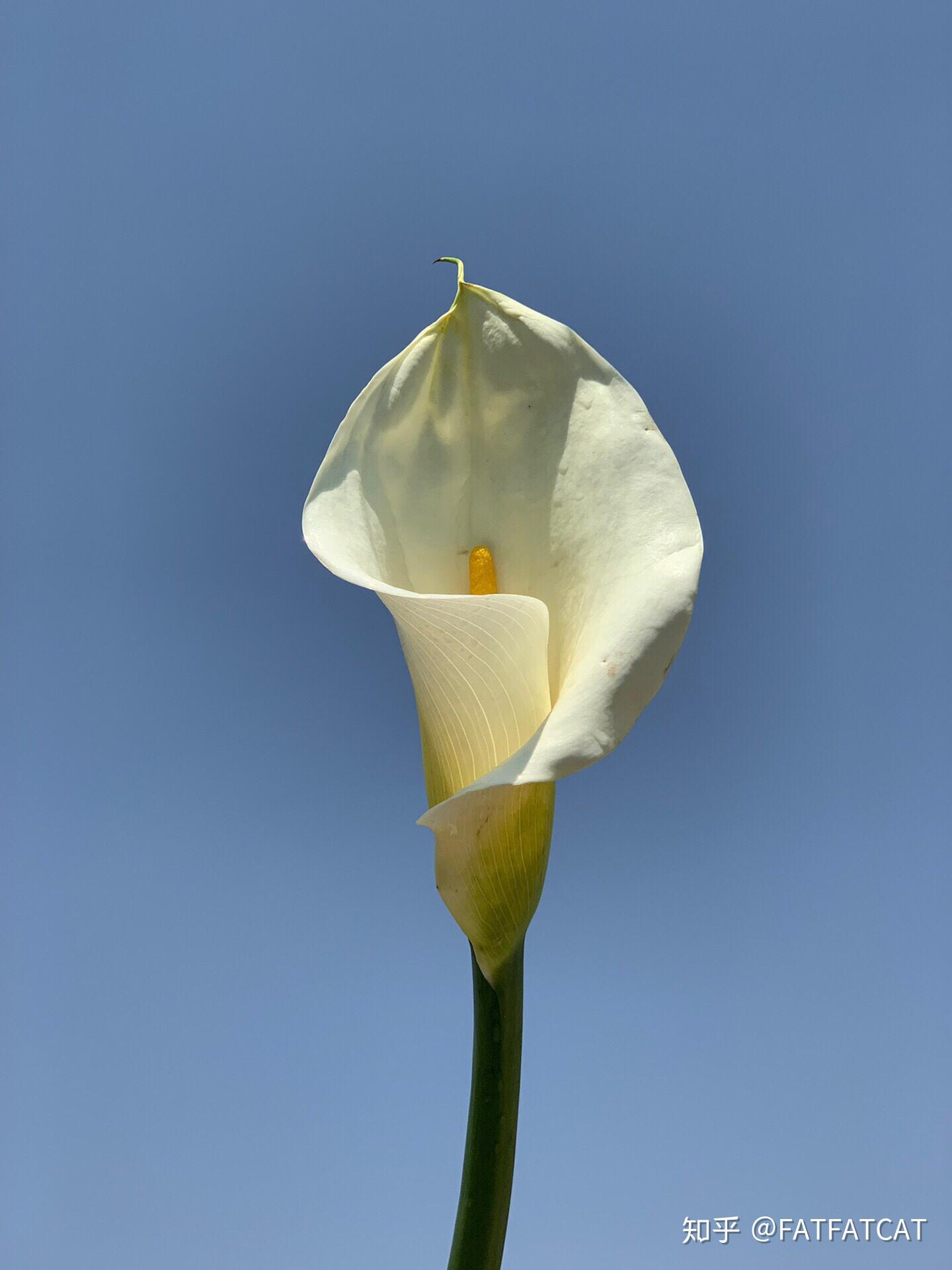 马蹄莲养护方法