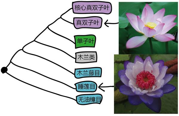 揭秘被子植物的 高调 先驱 睡莲基因组 知乎