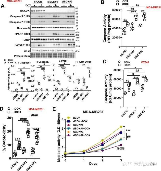 看懂此文7分cdd随意发乳腺癌阿霉素关键基因影响线粒体增敏机制