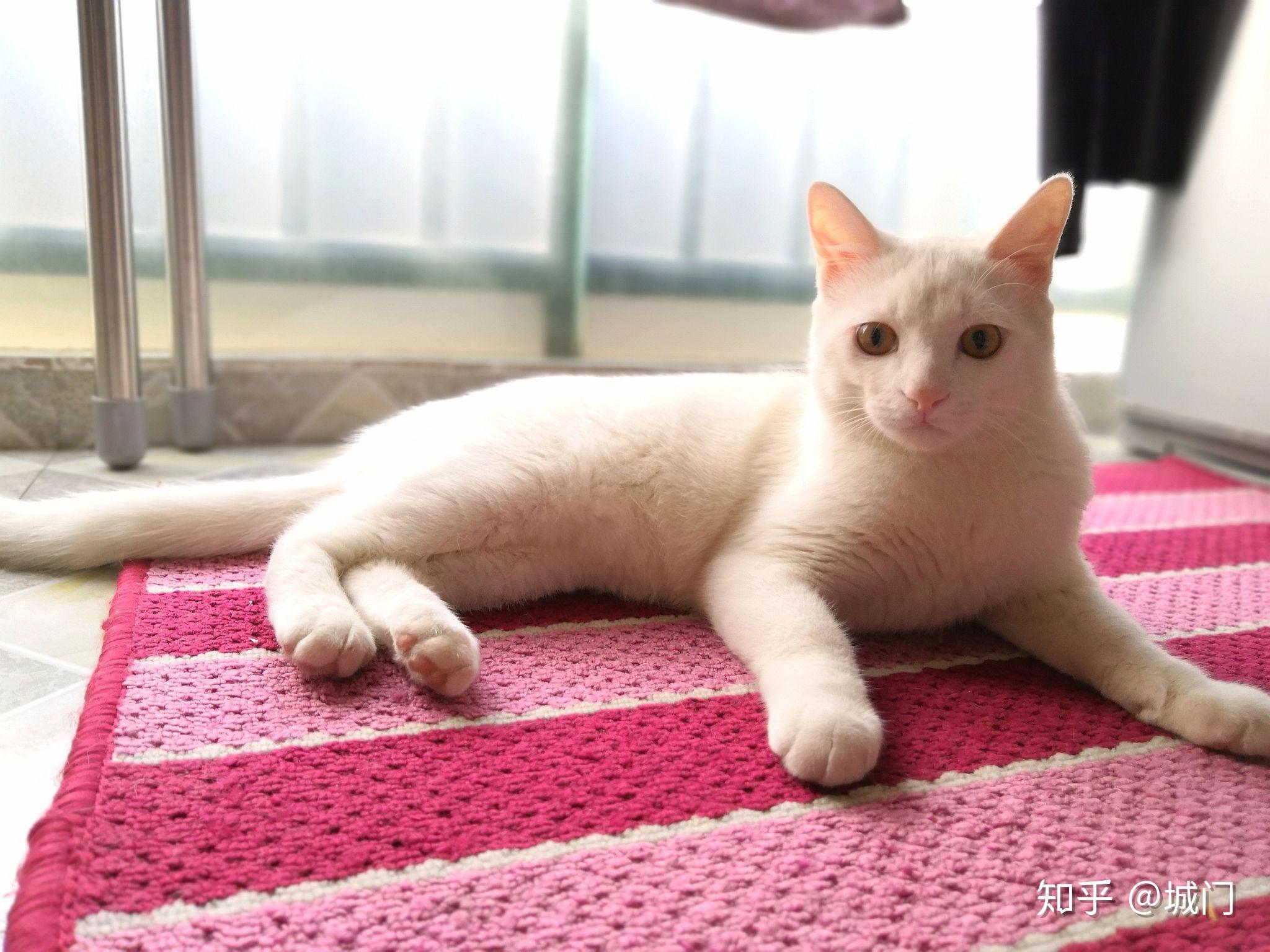 猫自己来家里好还是不好 v2-47153265ab621a857335a125744bfdf6_r.jpg
