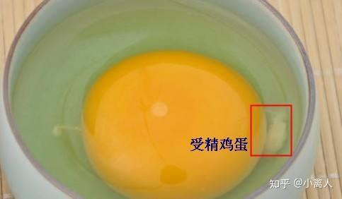 鸡蛋受精卵怎么区分 鸡蛋都是受精卵吗 二安网