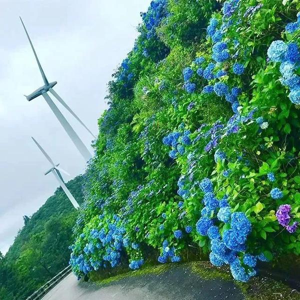 樱花的季节过去 是时候轮到紫阳花开场啦 知乎