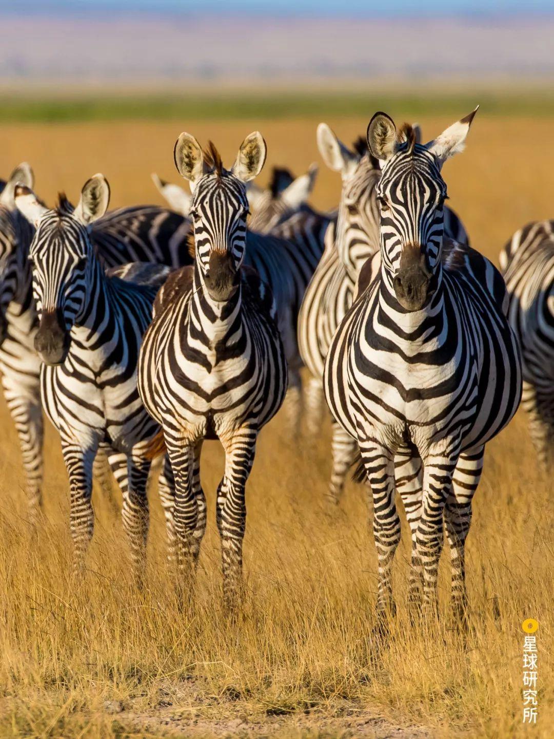 南非斑马摄影图__野生动物_生物世界_摄影图库_昵图网nipic.com