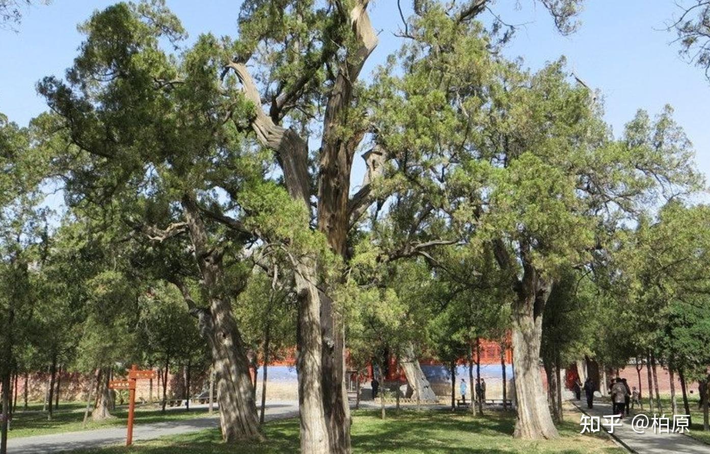 柏    原文化承载最为厚重的一棵古柏,应数曲阜孔庙的"先师手植桧"