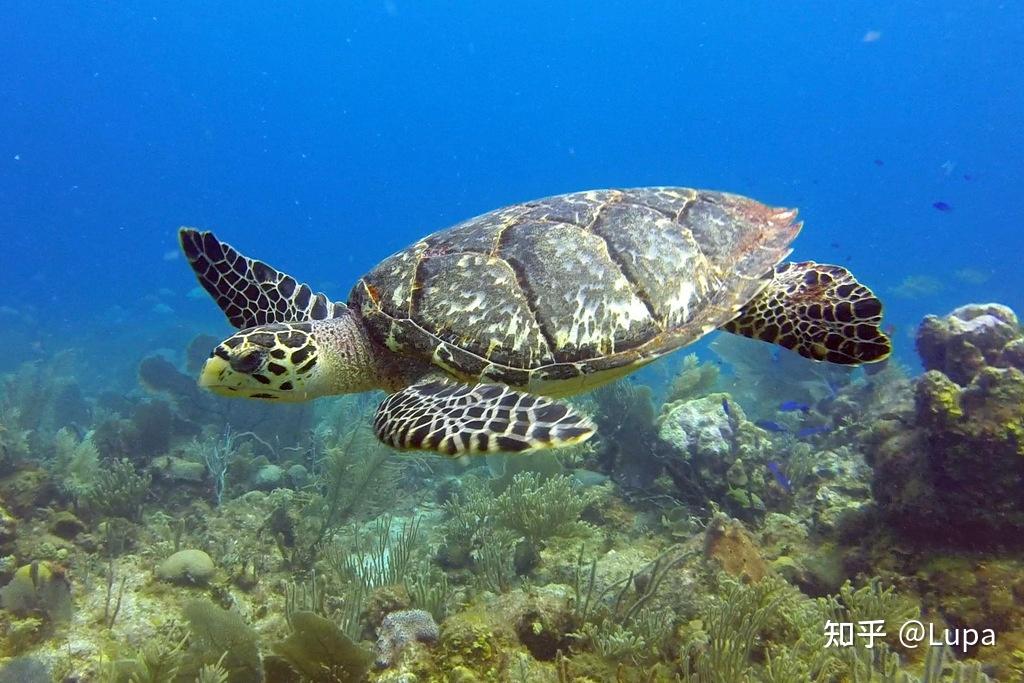 龟类简介（海龟篇） - 知乎