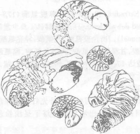 表示地表,下面则是象躯体蜷曲而有环节襞纹的蛴螬,豆虫一类的农田害虫